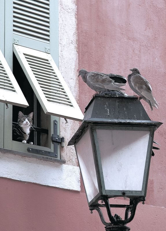 开云体育APP下载-东瀛魔术师闪耀国际舞台，三笘薰无争议当选全场最佳，阿尔及利亚加时鏖战力克皇家社会