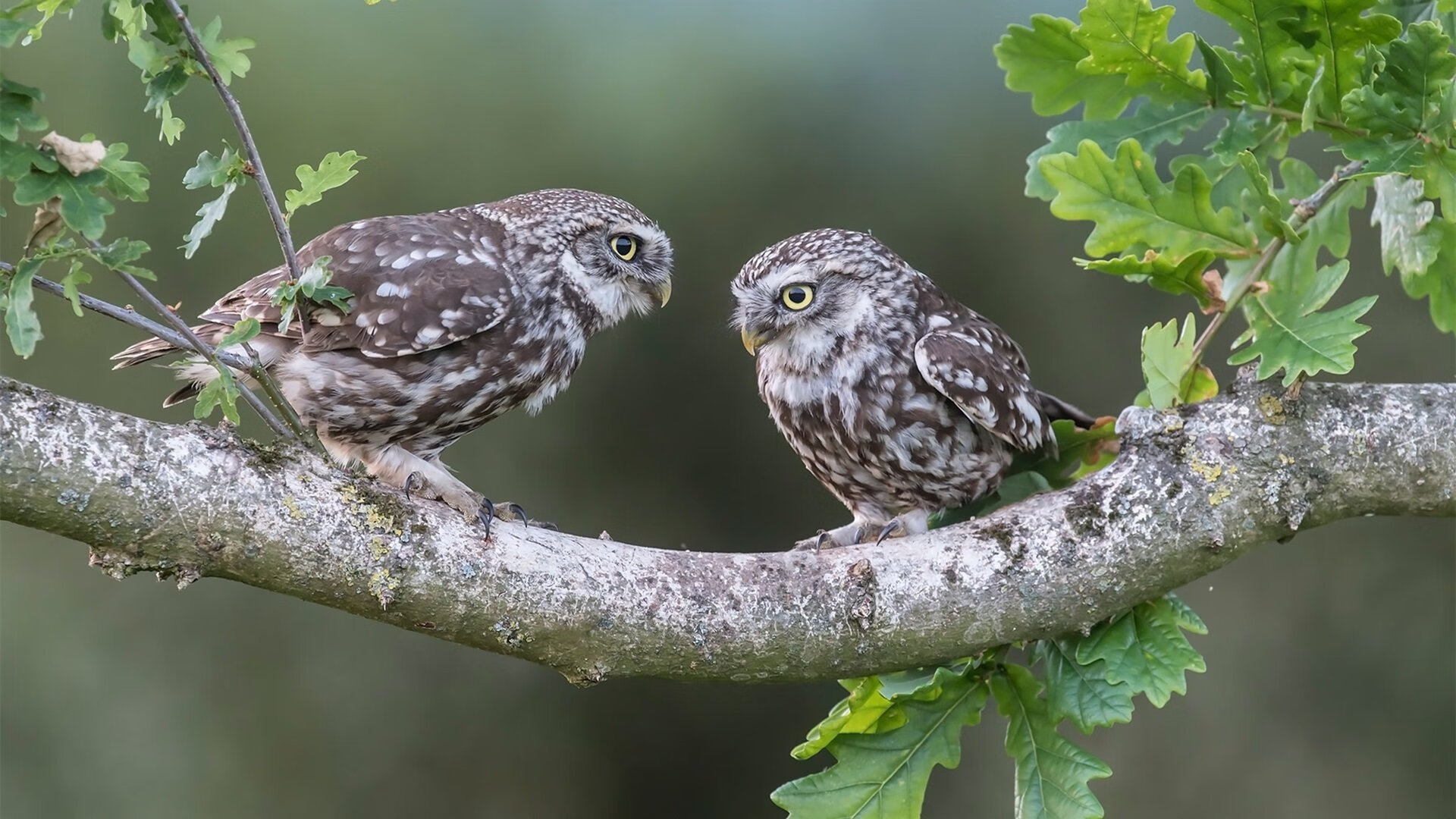 英超上演德国内战,争冠三强竟藏着两支德国战车