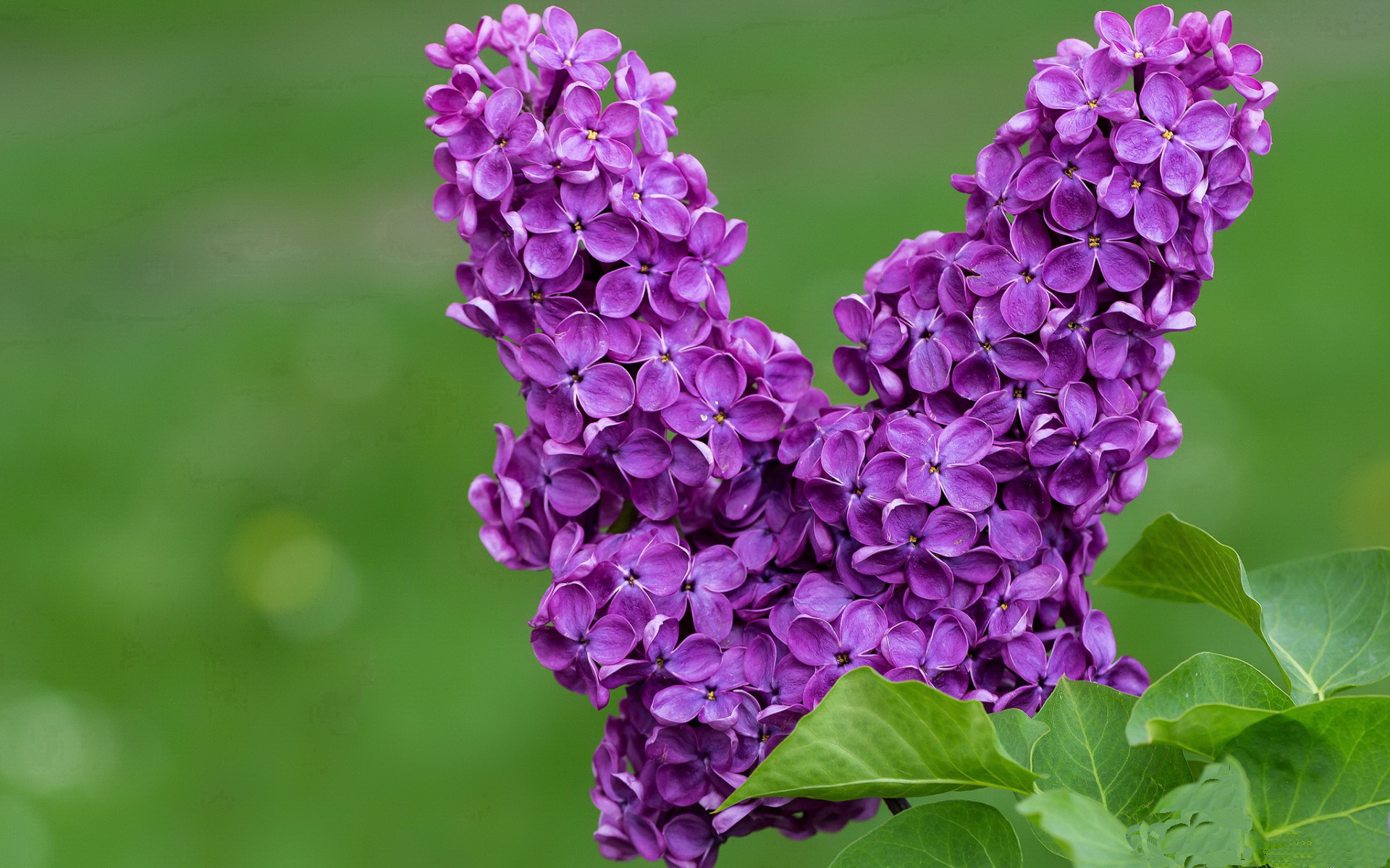 开云-赛场逆袭者的共通密码，末节威尔士与卢卡库的赛道超车