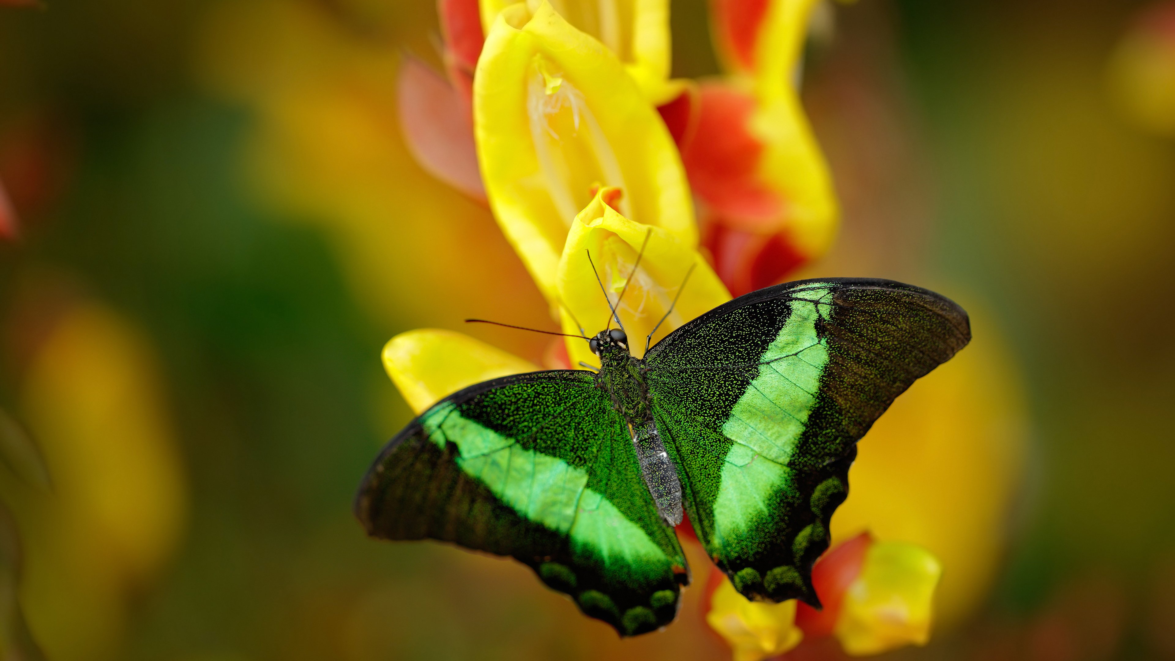 东方巨龙苏醒夜,当广东篮球风暴席卷英伦,武切维奇在英超争冠战中一锤定音