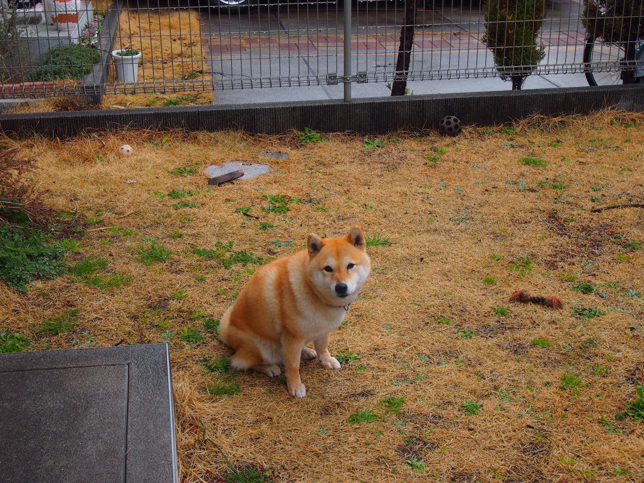 亚洲风暴改写欧冠史册，迪亚斯封神之战，韩国球队爆冷拉齐奥无争议