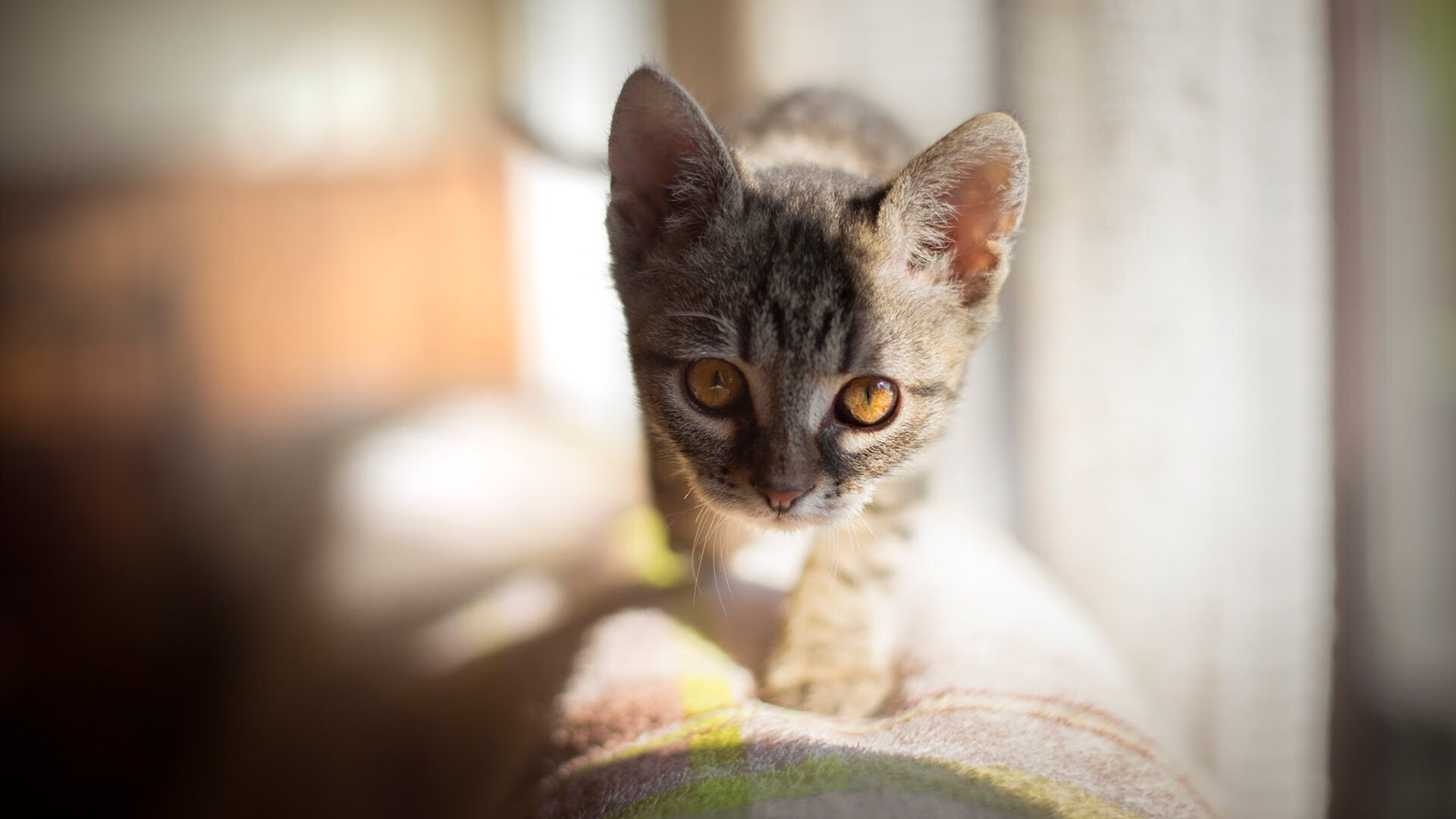 开云平台-家族的密码,恩佐对阵皇马,一战解码血脉中的生涯之夜