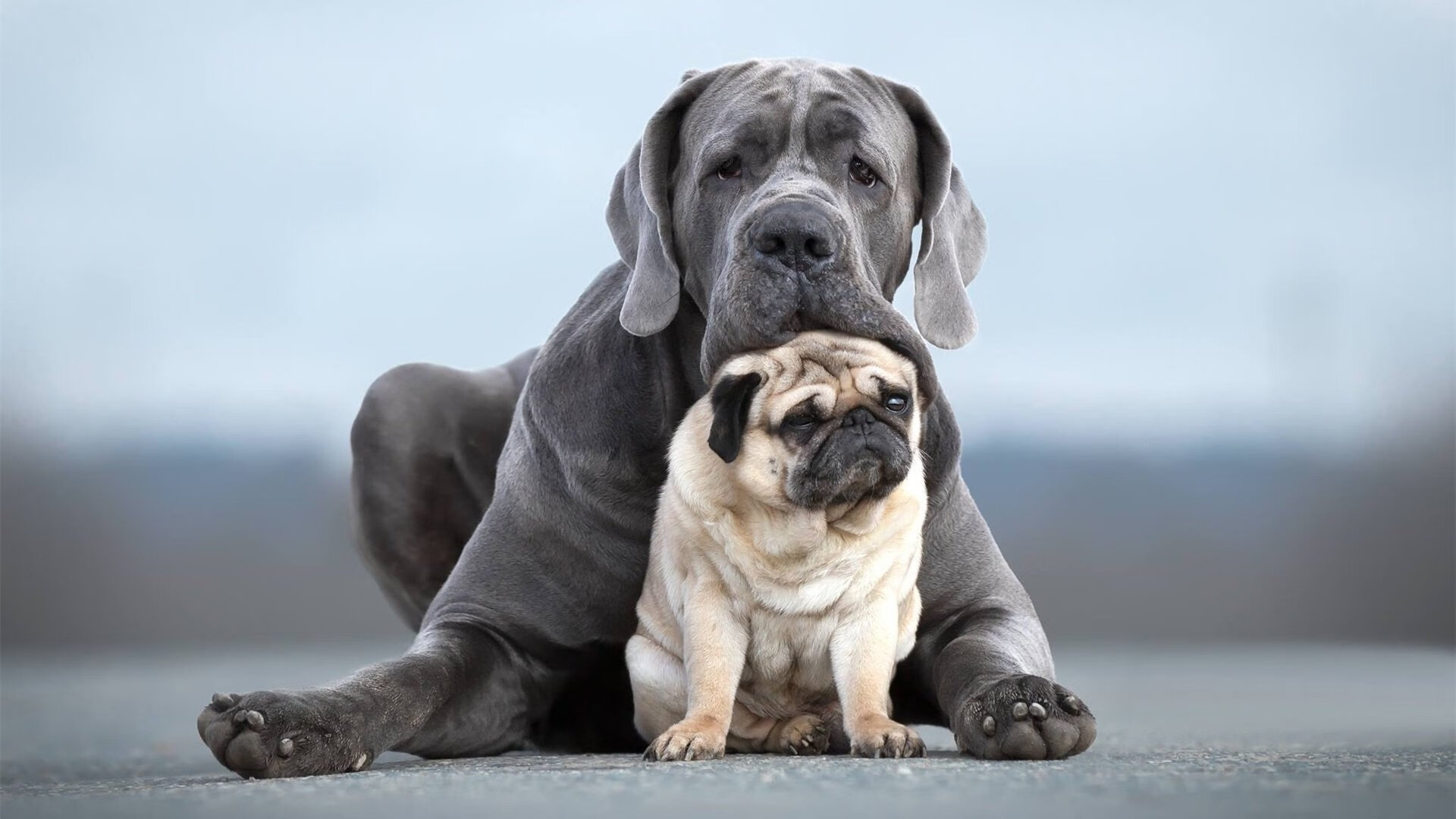 家族的密码，恩佐对阵皇马，一战解码血脉中的生涯之夜