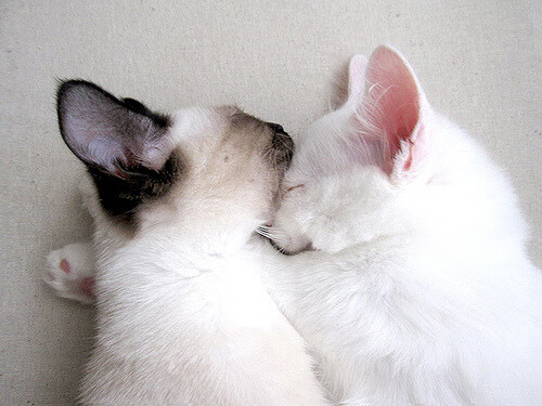 开云体育APP下载-唯一性之战，库里掌控走势，雄鹿强势拿下奇才