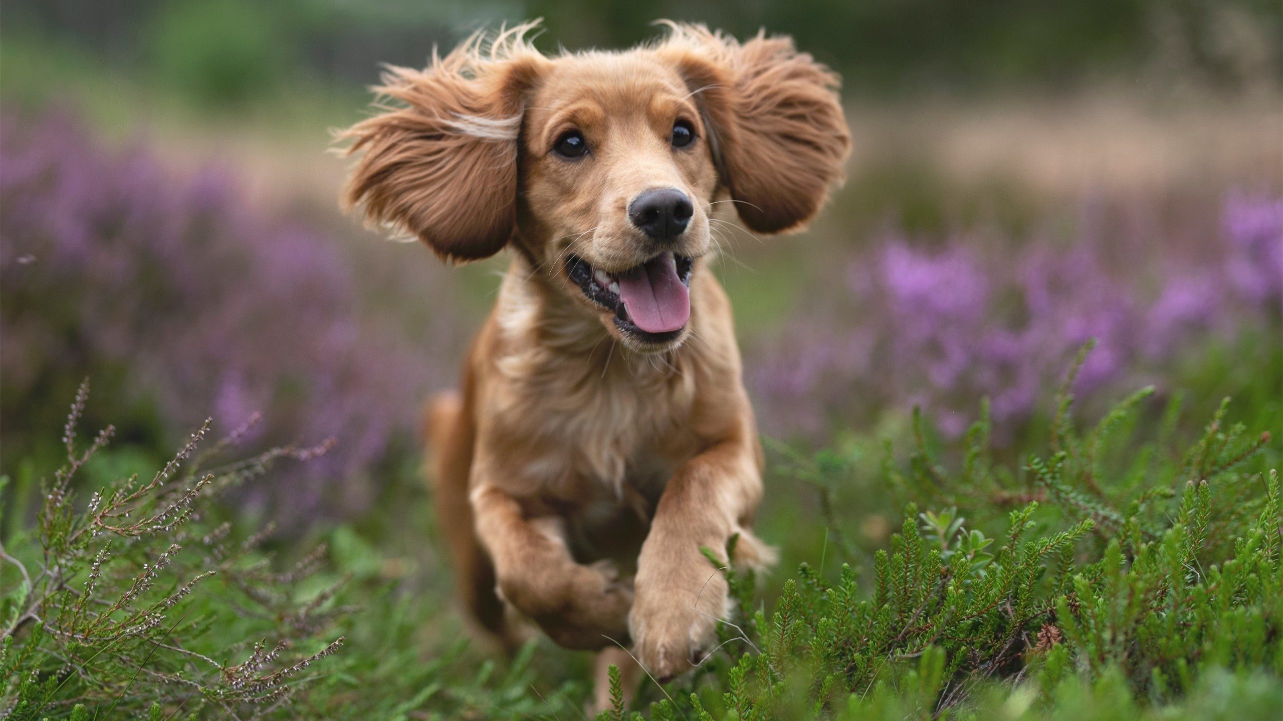 蓝与红，当埃及巫师与德意志刺客一同奏响欧冠的杀戮之音