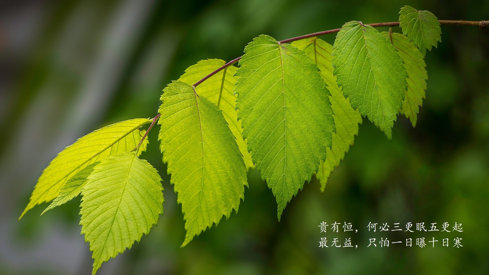 当安第斯雄鹰撕裂太极虎,2026世界杯H组秘鲁爆冷之夜,B费以隐形领袖定义唯一性